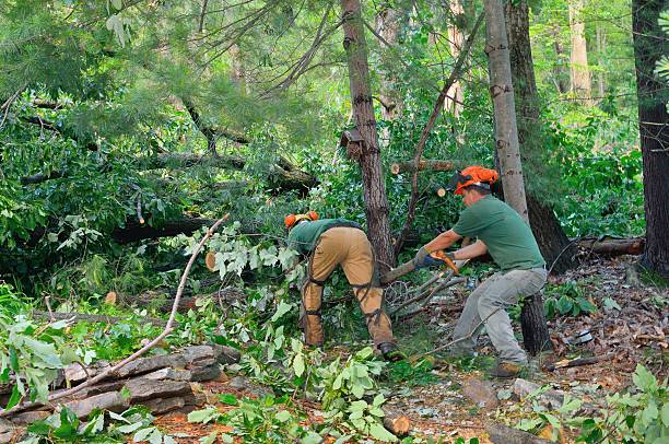 How Our Tree Care Process Works  in  Winner, SD