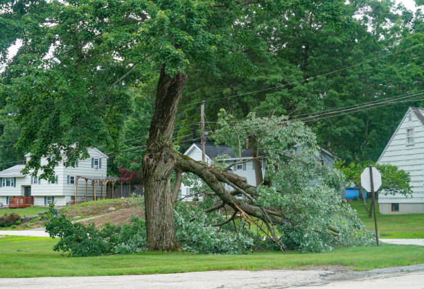 Reliable Winner, SD Tree Care Services Solutions